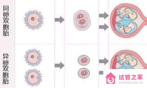 同*雙胞胎是在受精后3天內(nèi)分裂形成