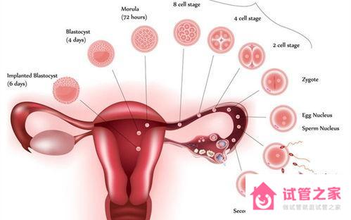 試管嬰兒最難的是哪一關在哪里