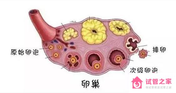 患有多囊*巢做試管嬰兒用什么方案好