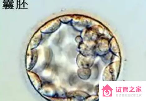 試管移植囊胚成功率