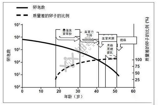 年齡對泰國試管嬰兒成功率的影響