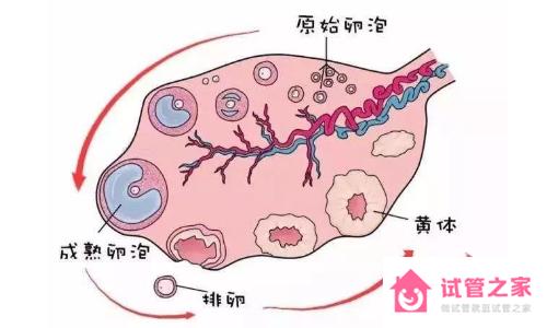 14天*泡大小參照