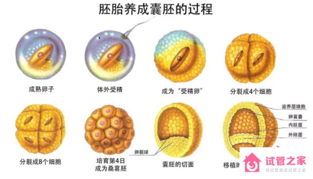 胚胎養(yǎng)成囊胚的過程