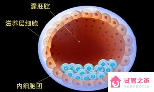 移植一個(gè)囊胚最晚幾天著床