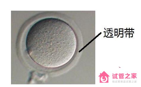 透明帶是什么，作用與功能介紹