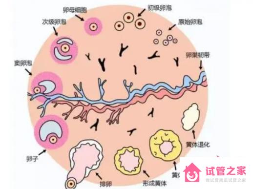 促黃體生成素低怎么辦，如何補