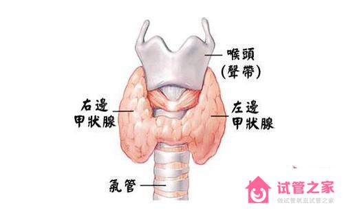 促甲狀腺激素偏高影響胎兒嗎