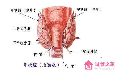 橋本甲狀腺炎是什么意思