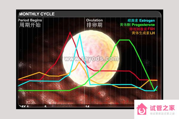 激素六項(xiàng)、陰超檢查