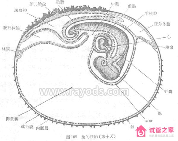 試管嬰兒著床成功的五大征兆