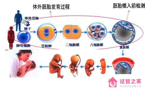 供精試管嬰兒的具體流程