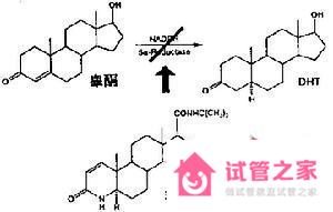 睪酮偏高