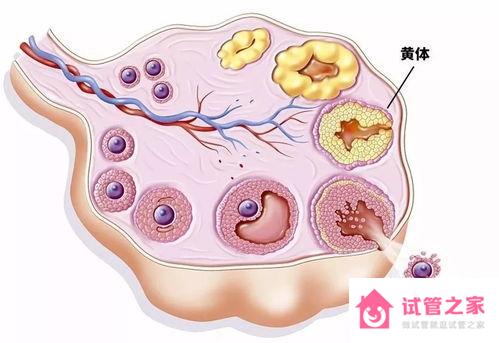 孕酮低影響*子質(zhì)量嗎