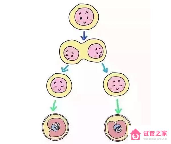 受精*分裂過(guò)程