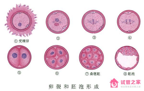 試管嬰兒囊胚移植是不是成功率更高