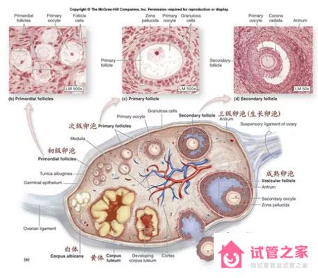 *泡發(fā)育不良怎么辦