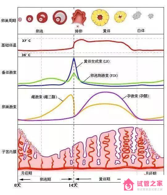 促黃體生成素高的原因