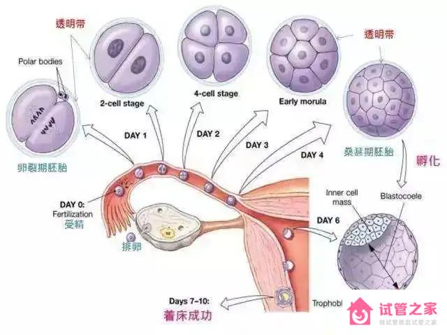 精*結(jié)合到受孕的全過(guò)程是怎樣的