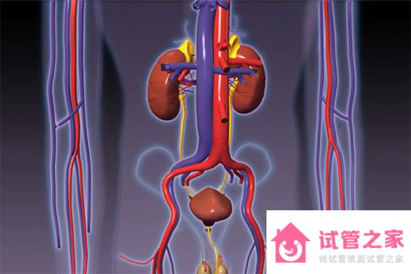 腎功能檢查和尿常規(guī)大不相同，想要分辨看這4大區(qū)別