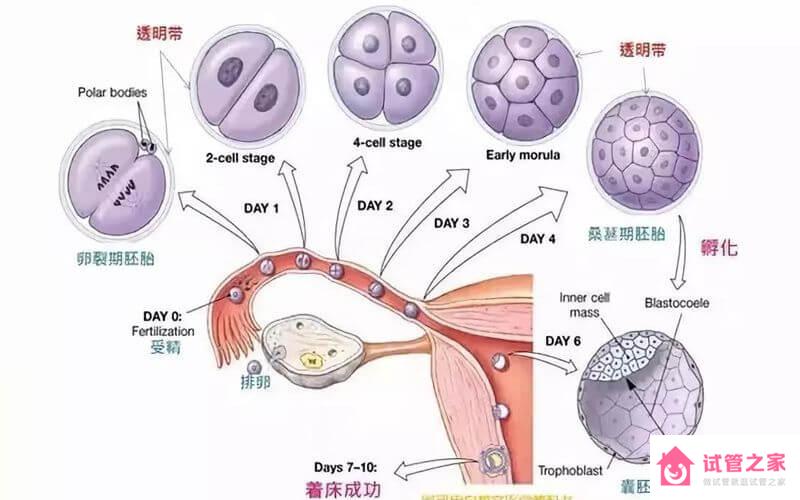 試管先移植囊胚的3大原因，提升成功率、減少成本是關(guān)鍵