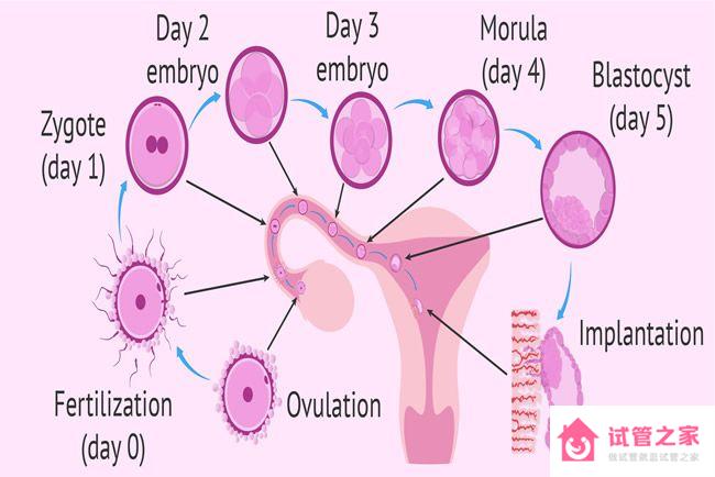 為什么囊胚10天試紙還這么淡？移植后10天胚胎變化