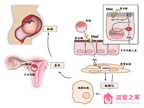 第三*試管嬰兒需要什么條件？