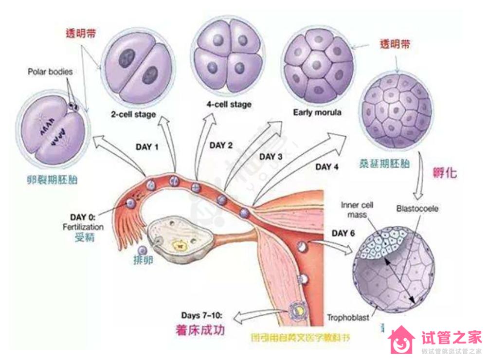 泰國(guó)試管嬰兒養(yǎng)囊的兩個(gè)重要作用分析