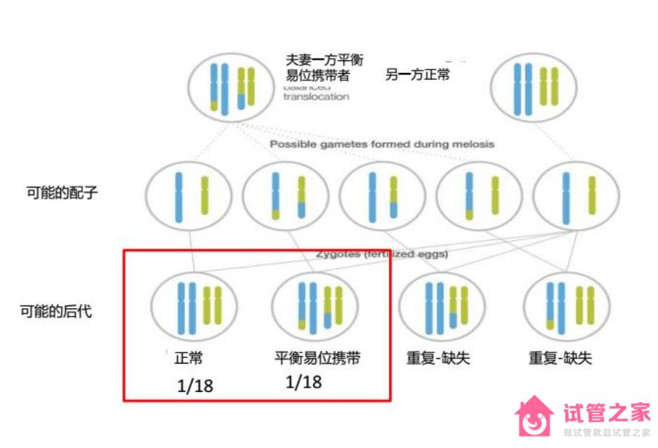 染色體平衡易位可以做泰國試管嬰兒嗎?