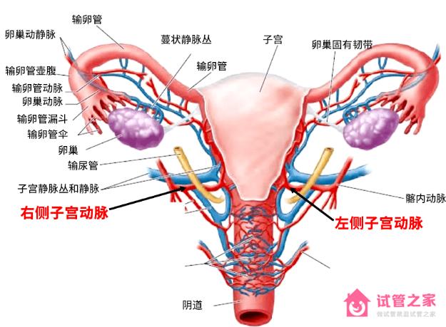 你忽略了這項(xiàng)檢查會(huì)導(dǎo)致胚胎反復(fù)種植失敗