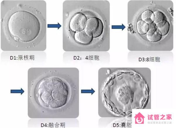 試管胚胎等級分類，二級胚胎是不是優(yōu)質(zhì)胚胎？