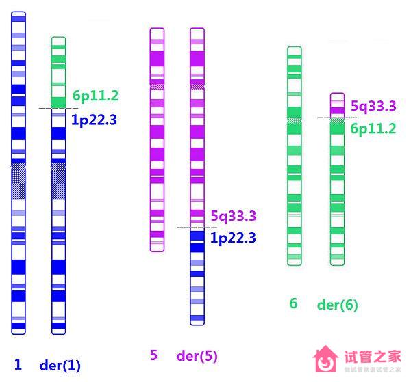 染色體平衡易位能懷孕嗎？染色體易位的后果