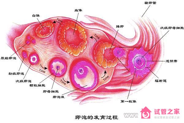 *母細胞、*子、*泡的區(qū)別,*母細胞的分類