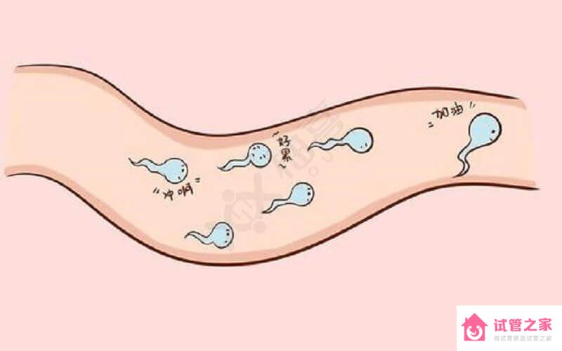 體內(nèi)、體外精子存活時間各不同，備孕夫妻收藏好