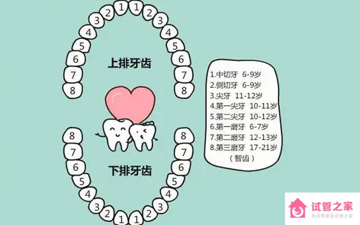 換牙過早是不是說明骨齡偏大