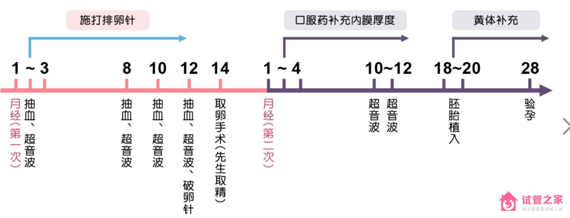 試管嬰兒流程和時間安排