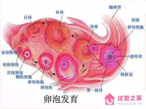 取*十幾個*子卻只配成兩三個胚胎？這是哪里出了錯？