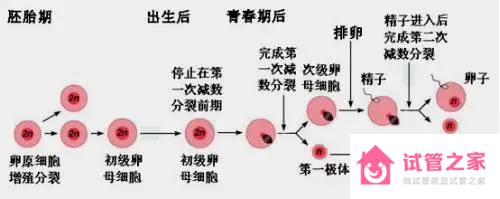 取*十幾個*子卻只配成兩三個胚胎？這是哪里出了錯？