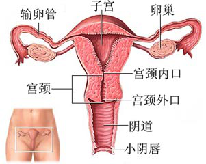 女性生殖器的結(jié)構(gòu)及功能