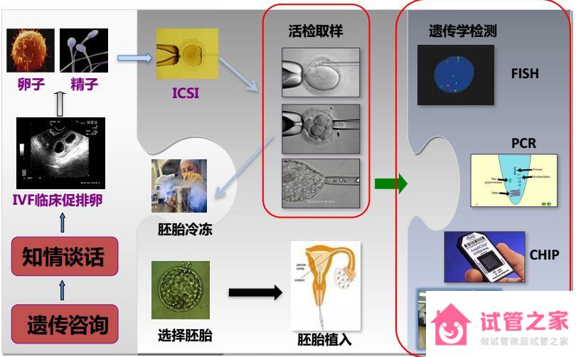 什么是第三*試管嬰兒？*數(shù)越高越好？