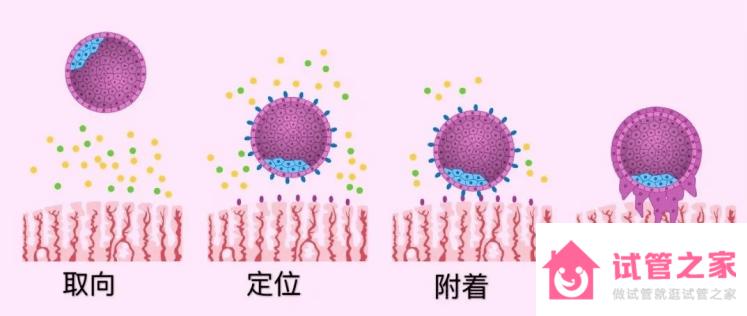 D3和D5的胚胎著床時(shí)間，移植前、后全方面知識(shí)點(diǎn)有這些