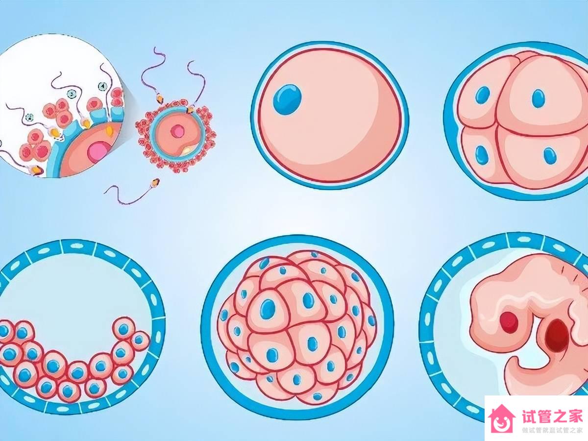 D3和D5的胚胎著床時(shí)間，移植前、后全方面知識(shí)點(diǎn)有這些