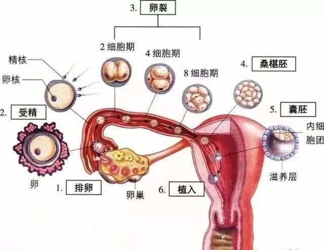 試管嬰兒降調(diào)是什么？