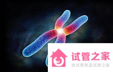 染色體異常&mdash;&mdash;做試管嬰兒最常見(jiàn)的原因之一