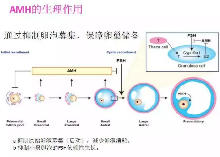 amh抗繆勒氏管激素是什么意思