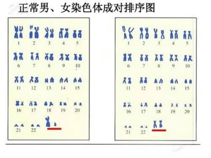 年齡越小做試管嬰兒的成功率就越高？