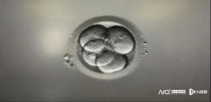 從生殖細胞到孕育&ldquo;成人&rdquo;，胚胎學家的操作科技感爆棚 ...