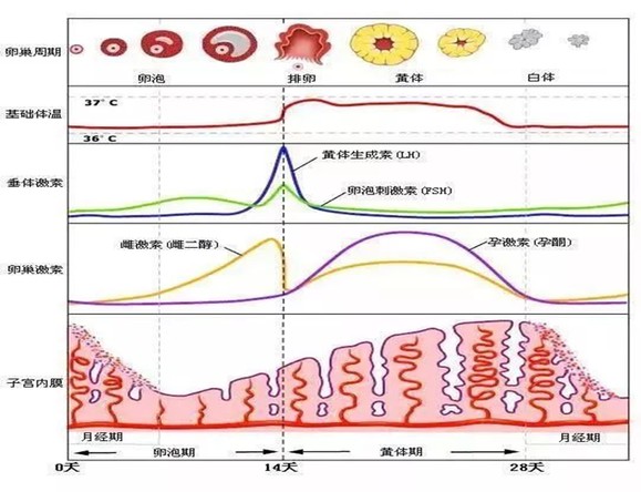 性激素六項(xiàng)的檢查結(jié)果怎么看？為什么要檢查性激素六項(xiàng)？