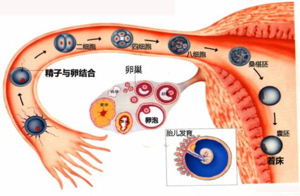 輔助生殖技術(shù)發(fā)展到了哪一步？