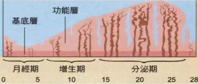 胚胎移植前，子宮內(nèi)膜達到多少厚度才能好孕？