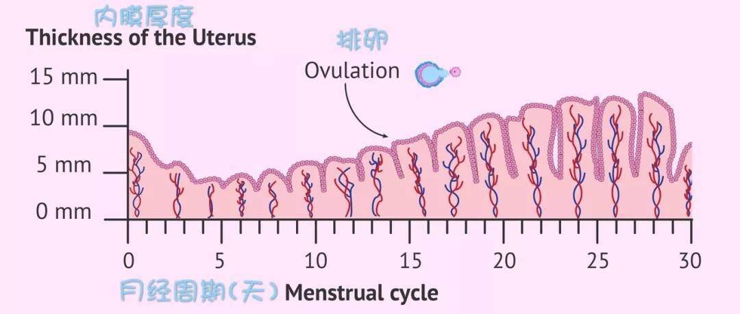 胚胎移植前，子宮內(nèi)膜達到多少厚度才能好孕？